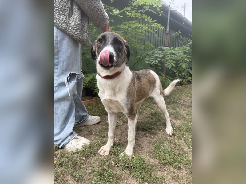 Hézöl sucht ihre Menschen!