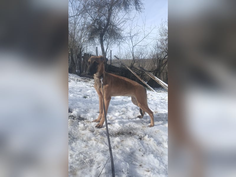 Seppl Tierschutzhund sucht ein Zuhause