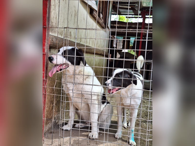 Rüde Emil stellt sich vor