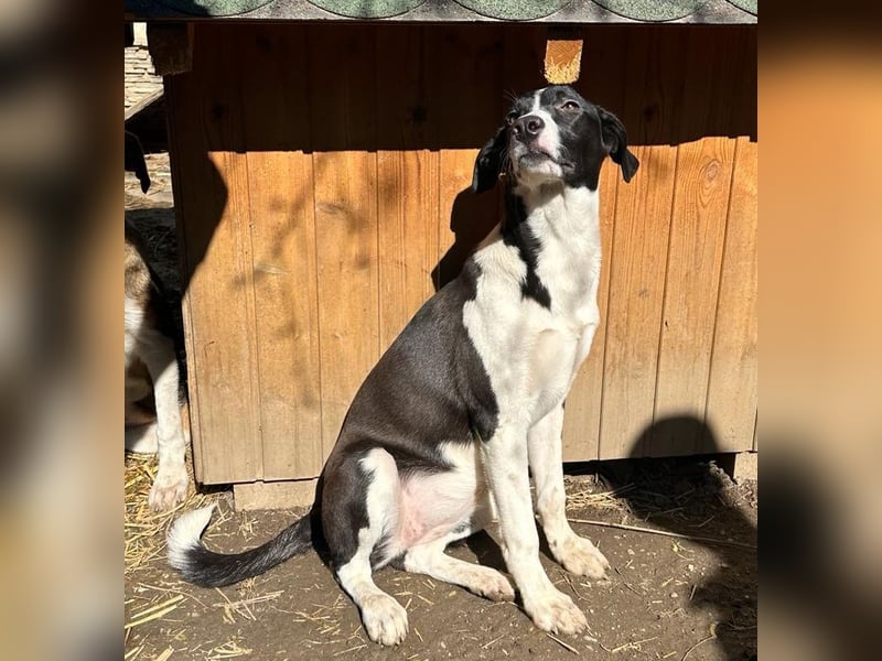 ⭐️GERDI⭐️, herzliche Hündin, 2,5 Jahre, 54 cm, Mischling, Tierschutz