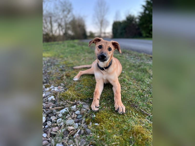 FELICY, smarter Windhund-Mix, 6 Monate, 54 cm, Tierschutz, Pflegestelle Kürten