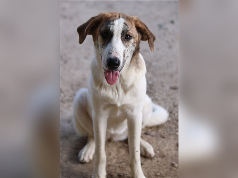 Lance, geb. ca. 02/2022, lebt in GRIECHENLAND, im städt. Tierheim Serres