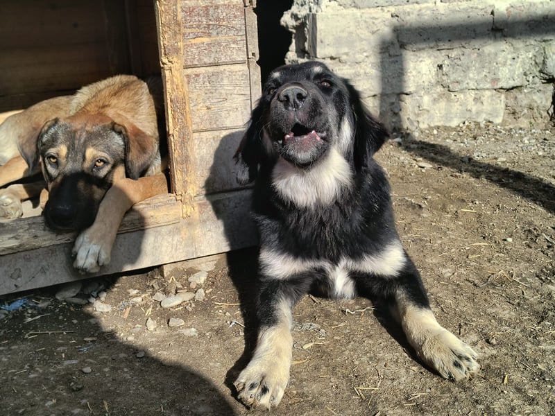 ⭐️DEALY⭐️, sanfte Schönheit, Hündin, 11 Monate, ca. 55 cm, Mischling, Tierschutz