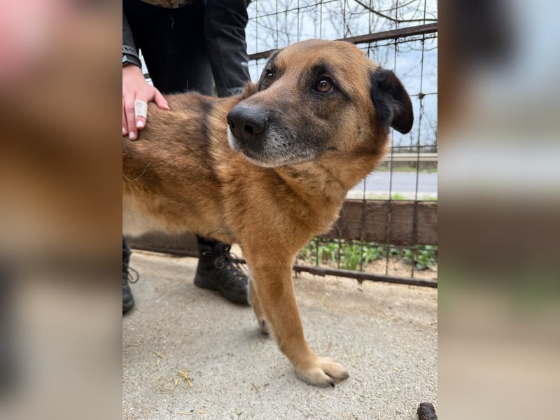 Amigó ist bereit für sein neues Leben