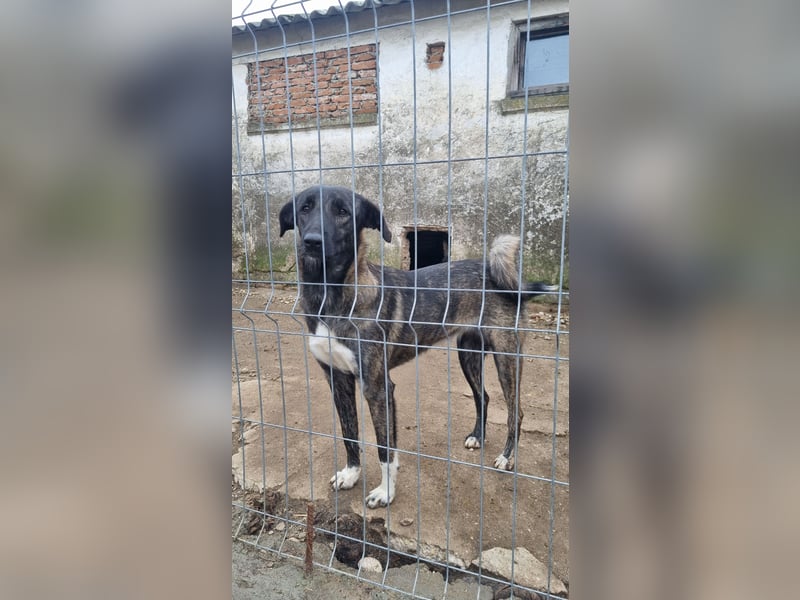 ⭐️AVA⭐️, toller Name, tolle Hündin, 2 Jahre, 52 cm, Mischling, Tierschutz