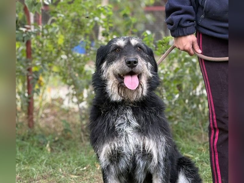 Hermiusz hat so viel Liebe zu geben