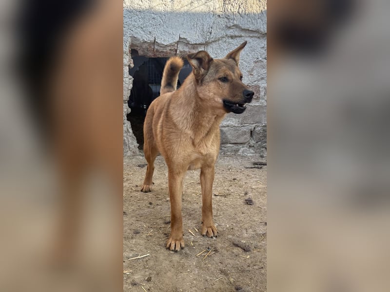 ⭐️BROWN BEAUTY⭐️, feinfühlige Hündin, 2 Jahre, 55 cm, Mischling, Tierschutz Rumänien