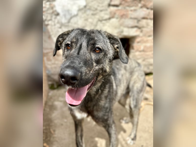 ⭐️ARI⭐️besondere Hundeseele, Rüde, 1,5 Jahre, 55cm, Mischling, Tierschutz