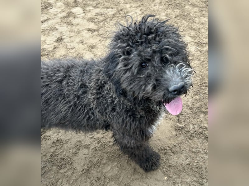 Cézi möchte so gerne dazugehören