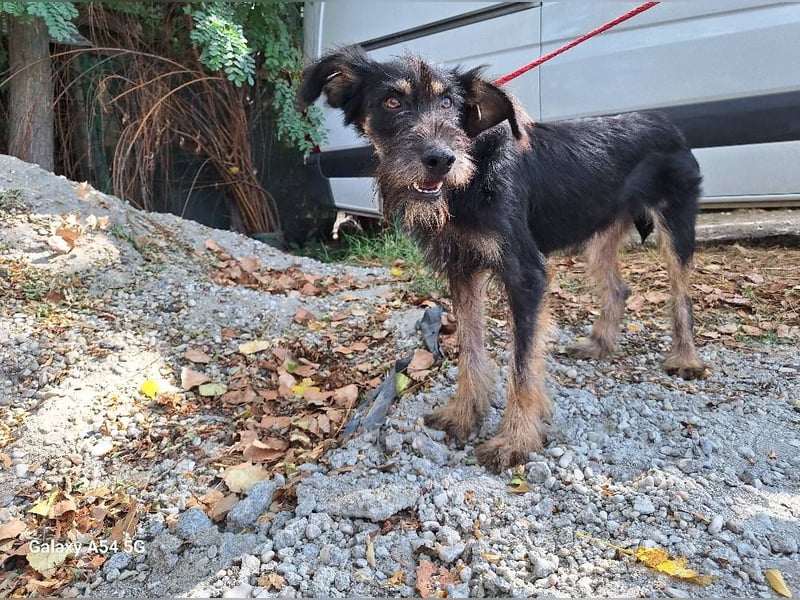 Rüde Urmel sucht seine Menschen