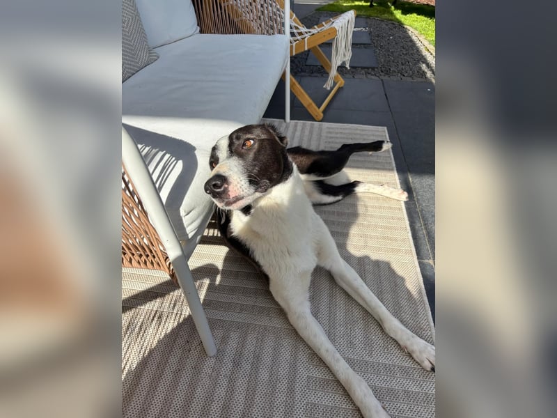 YAELA, superliebe Kuschelmaus, 2,5 Jahre, 52 cm, Mischling, Pflegestelle Köln, Tierschutz Rumänien