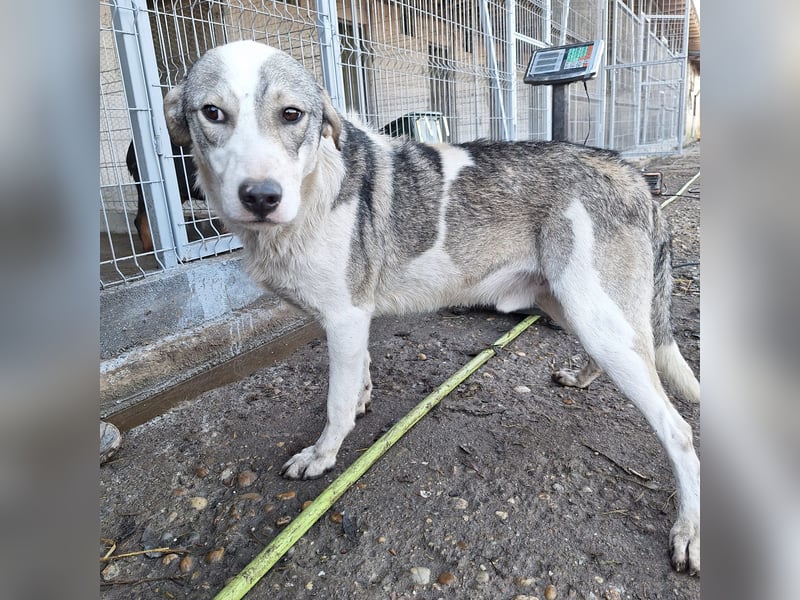 Hier kommt der tolle OLE