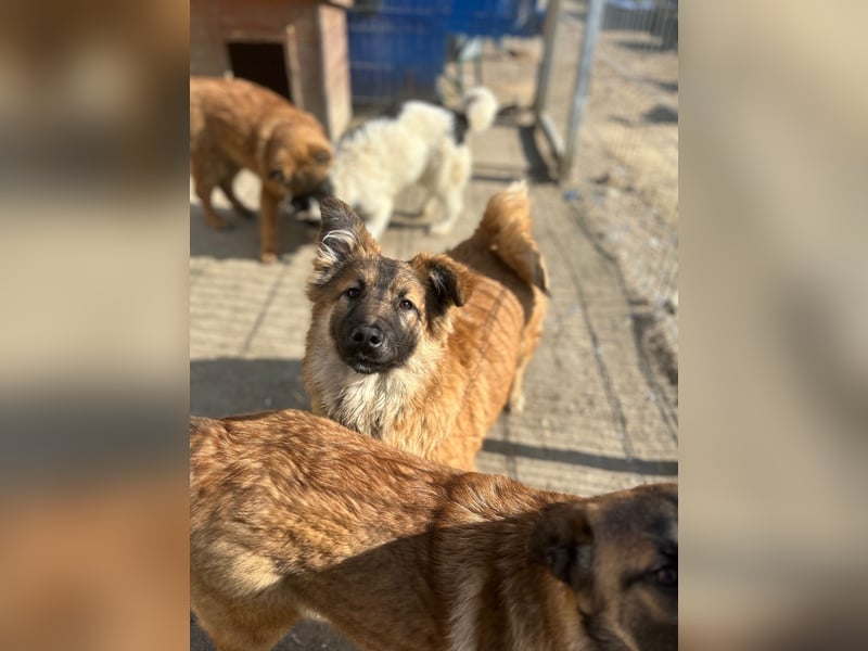 ⭐️TJUNA⭐️, Malinois-Mischling, Hündin, 9 Monate, 51 cm, Mischling, Tierschutz Rumänien