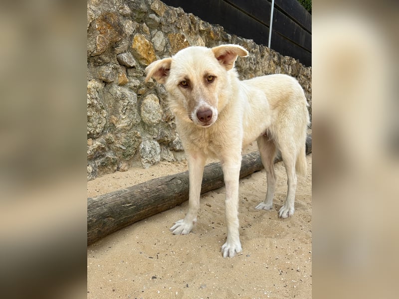 Sanfte Areia wartet auf unserem Tierschutzhof in Portugal auf dich!