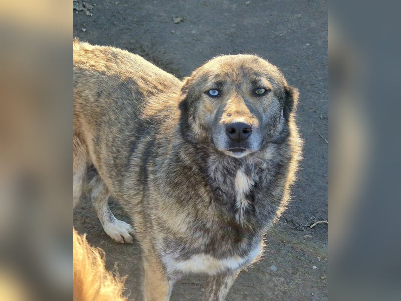 Liebe Hündin 107402 sucht ihre Menschen