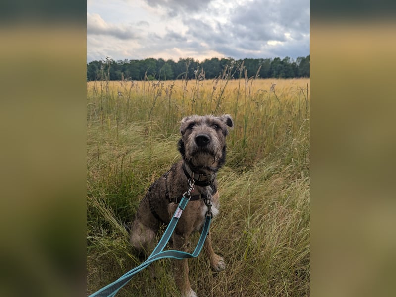 Scotty sucht ein neues Zuhause