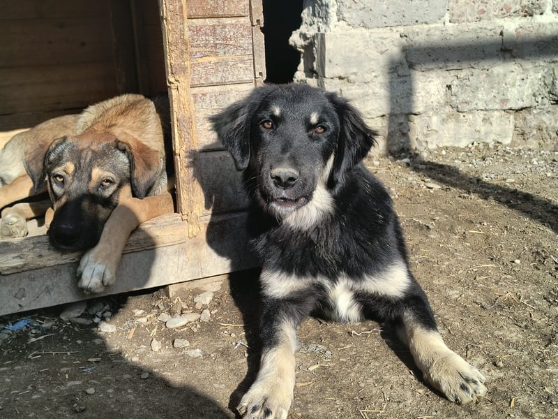 ⭐️DEALY⭐️, sanfte Schönheit, Hündin, 11 Monate, ca. 55 cm, Mischling, Tierschutz