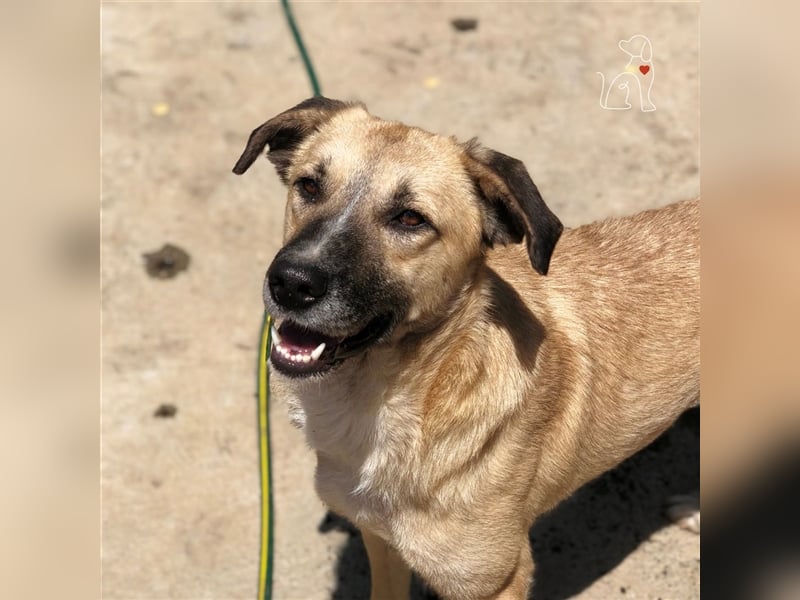 Nala - ca. 2 Jahre jung - sucht ihre Menschen