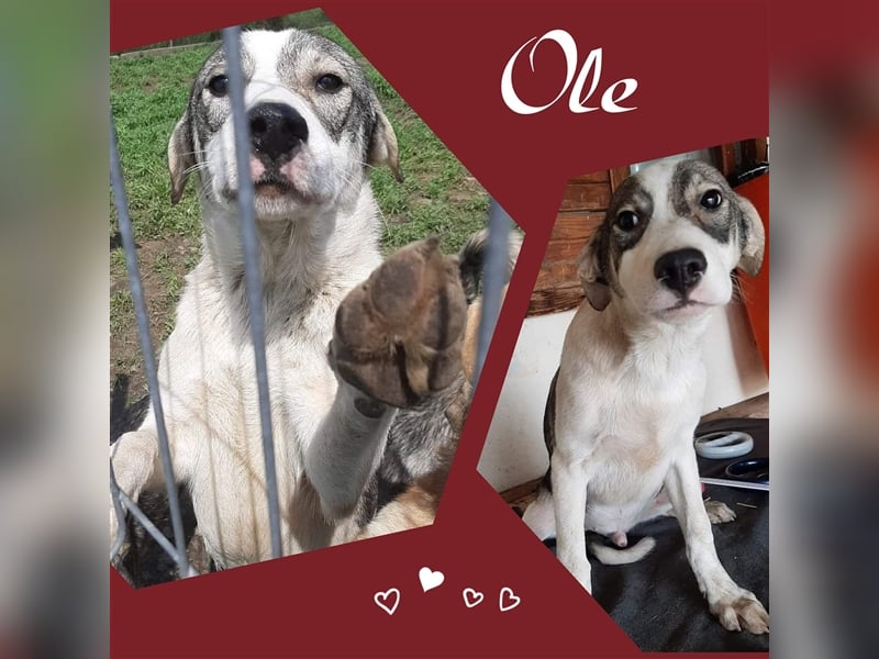 Hier kommt der tolle OLE