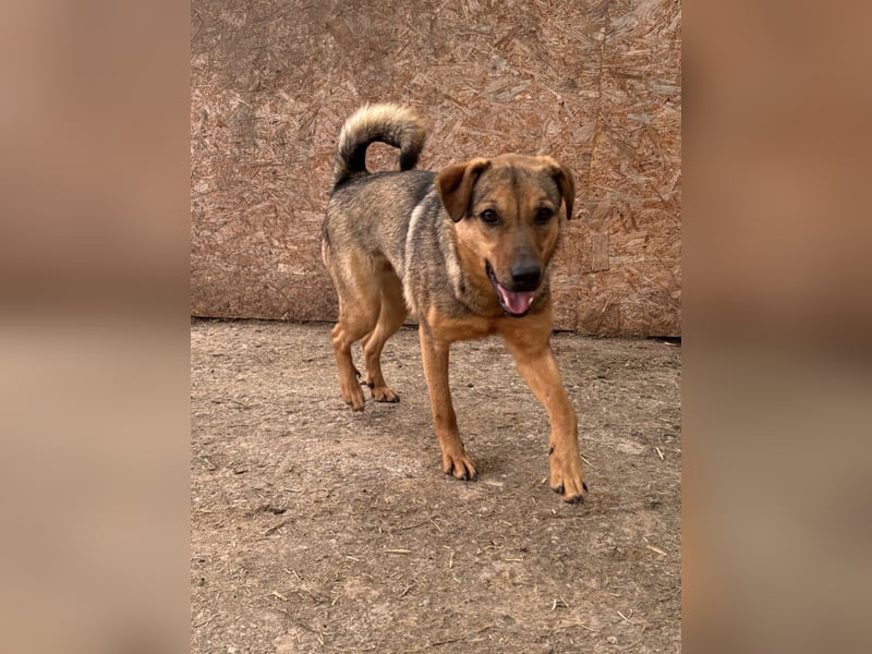 ⭐️WUMMEL⭐️, toller Hundekumpel, Rüde, 2 Jahre, 52 cm, Mischling, Tierschutz