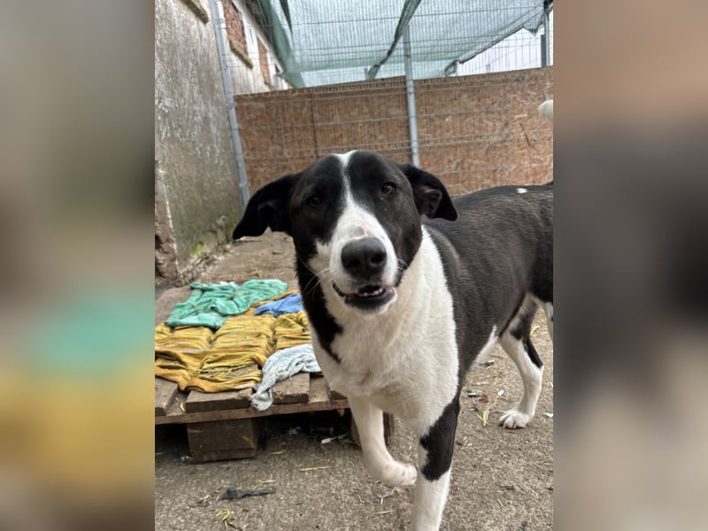 ⭐️GERDI⭐️, herzliche Hündin, 2,5 Jahre, 54 cm, Mischling, Tierschutz