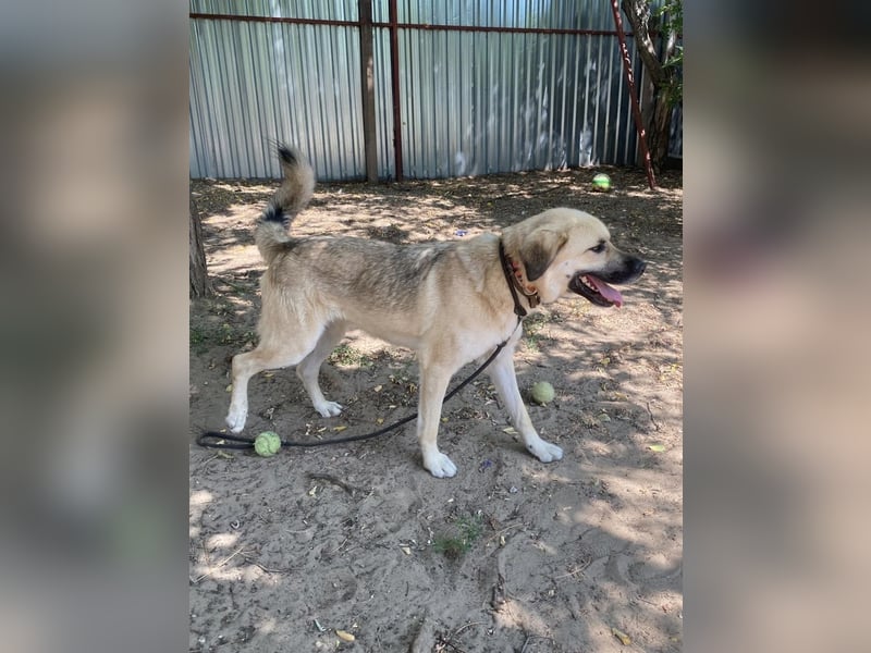 Csimo - warum wird er immer übersehen