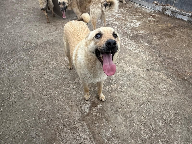 Rüde Zadock sucht hier seine Familie