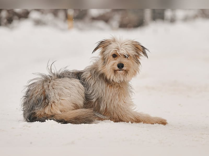 Kleiner Clown Benny sucht seine Menschen