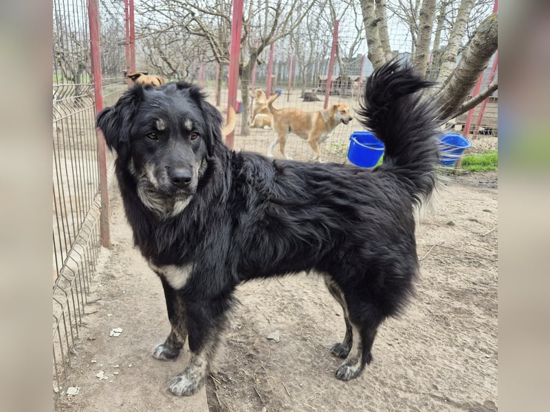 Hier komme ich! Cara!