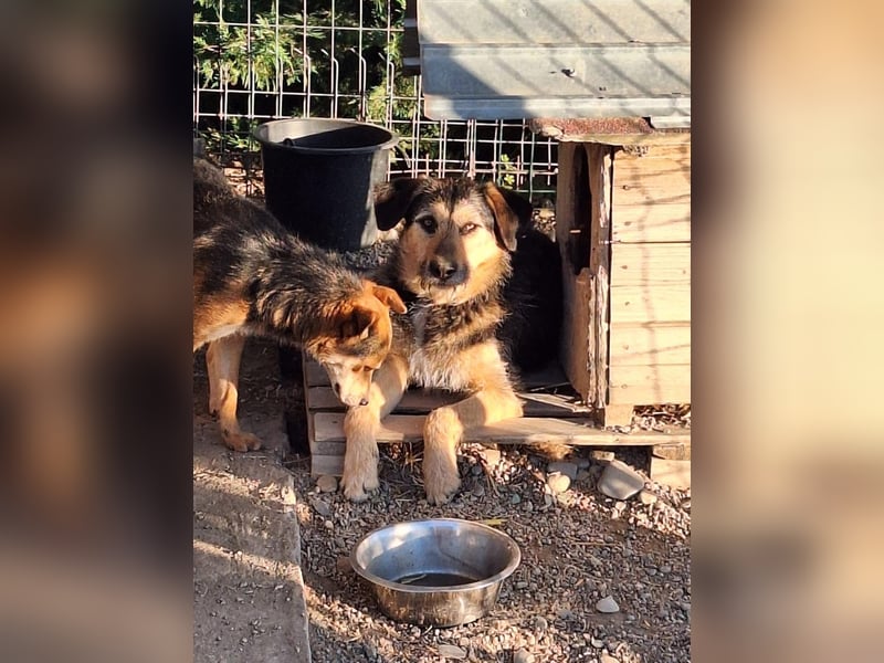 Priya Tierschutzhund sucht ein Zuhause