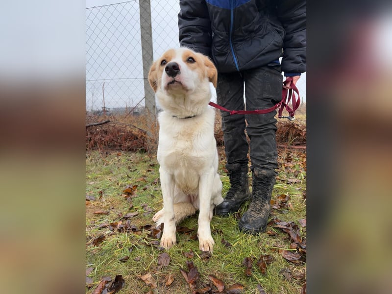 Falina - liebevolle entspannte Hundedame sucht ihre Familie