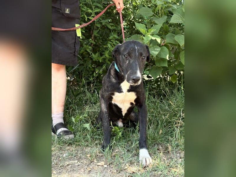 Lennon sucht nach einem Freund