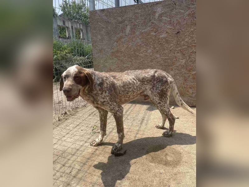 ⭐️Eliah⭐️, schaut das Video auf unserer HP! Rüde, 4 Jahre, 48 cm, Tierschutz, in Deutschland