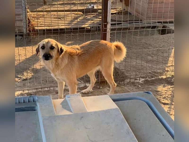 Flora Tierschutzhund sucht ein Zuhause