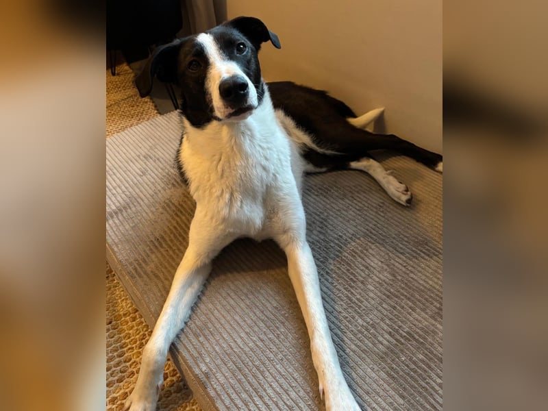 YAELA, superliebe Kuschelmaus, 2,5 Jahre, 52 cm, Mischling, Pflegestelle Köln, Tierschutz Rumänien