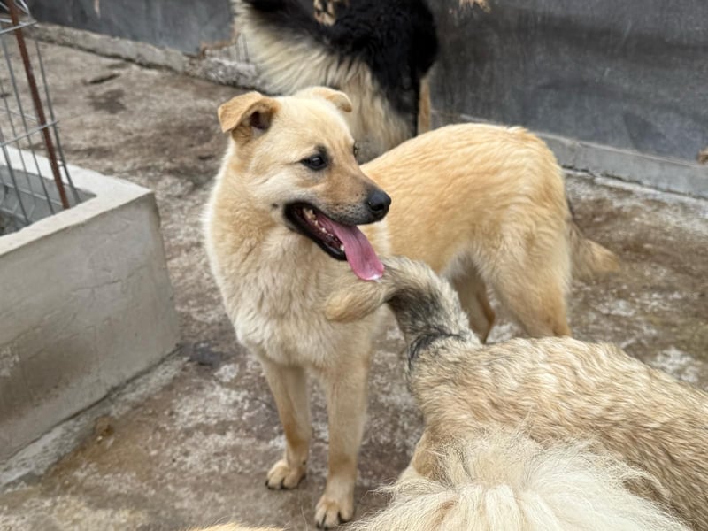 Rüde Zadock sucht hier seine Familie