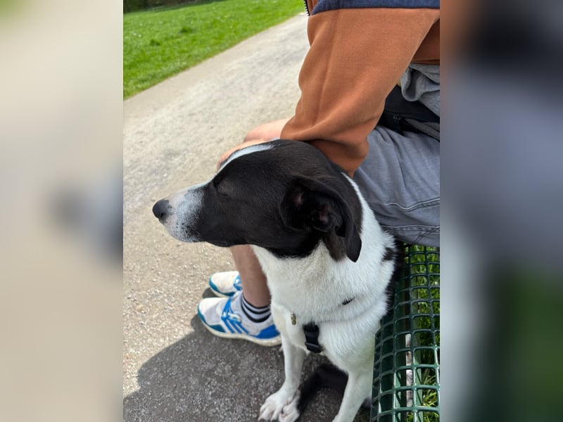 YAELA, superliebe Kuschelmaus, 2,5 Jahre, 52 cm, Mischling, Tierschutz Rumänien, Pflegestelle Köln