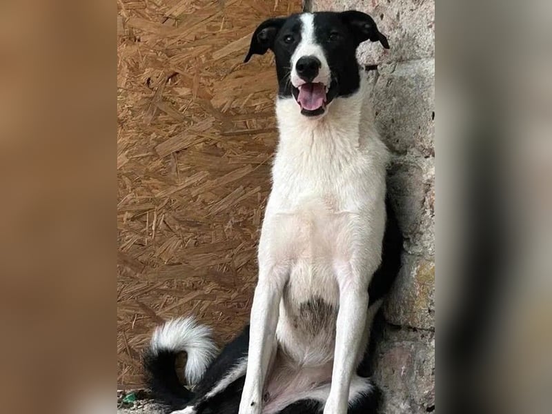 YAELA, wunderbarer Rohdiamant, 2,5 Jahre, 52 cm, Mischling, Tierschutz, Pflegestelle Bonn