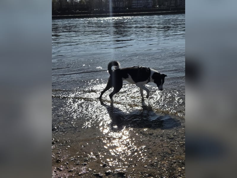 YAELA, superliebe Kuschelmaus, 2,5 Jahre, 52 cm, Mischling, Pflegestelle Köln, Tierschutz Rumänien