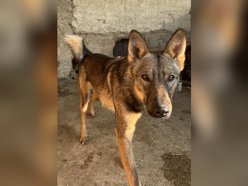 ⭐️BIBO⭐️, rücksichtsvoller Sonnenschein, Rüde, 1,5 Jahr, 55 cm, Mischling, Tierschutz