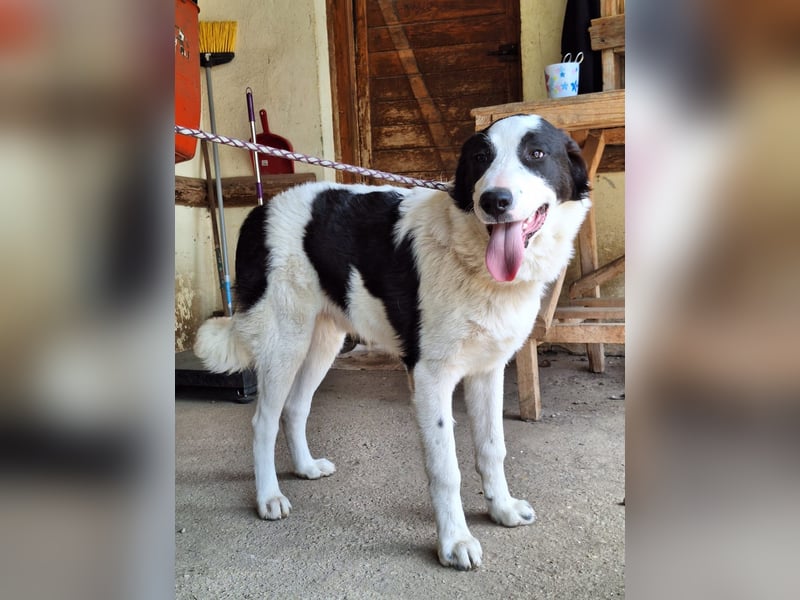 Rüde Emil stellt sich vor