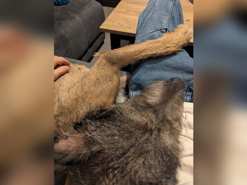 Scotty sucht ein neues Zuhause