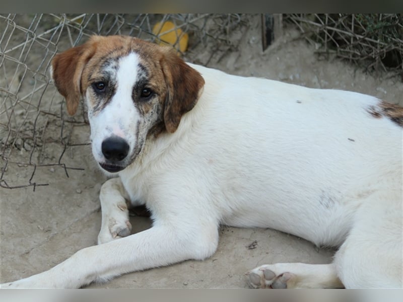 Lance, geb. ca. 02/2022, lebt in GRIECHENLAND, im städt. Tierheim Serres