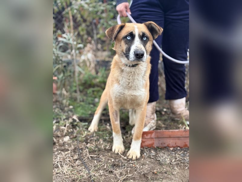 Shirley ist ein Herzenshund auf der Suche nach dir