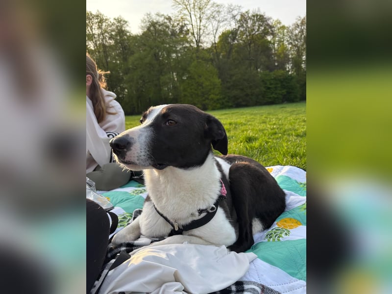 YAELA, superliebe Kuschelmaus, 2,5 Jahre, 52 cm, Mischling, Tierschutz Rumänien, Pflegestelle Köln