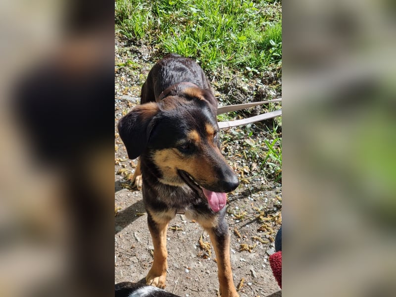 EDO, Küsschen-King, 1 Jahr, 57 cm, Mischling, Tierschutz Rumänien, Pflegestelle Hennef