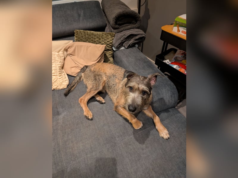 Scotty sucht ein neues Zuhause