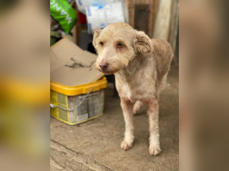 JESSICA, sanfte Hunde-Lady, 12 Jahre, 53 cm, Mischling, Tierschutz Rumänien