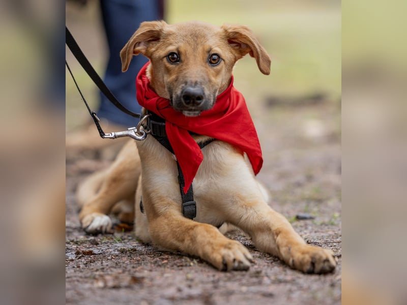 FELICY, smarter Windhund-Mix, 6 Monate, 54 cm, Tierschutz, Pflegestelle Kürten