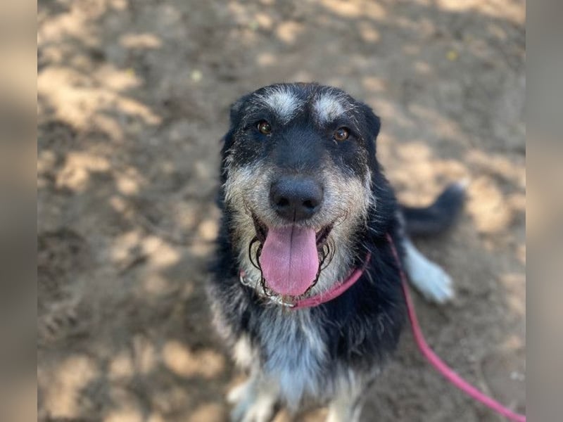 Hermiusz - Will dein Vertrauen gewinnen!